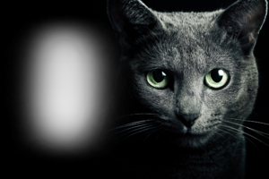 Фотоэффект - Черный кот