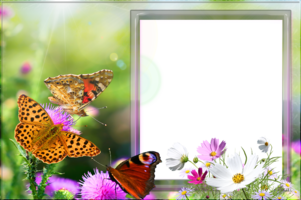 Летняя рамка с бабочками