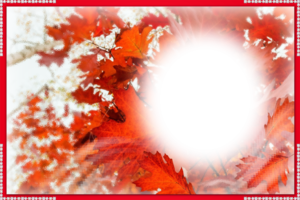 Фотоэффект - Красная листва