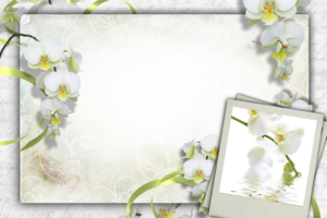 Цветочная рамка – Белые орхидеи