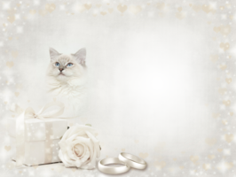 Свадебный фотоэффект с белой розой