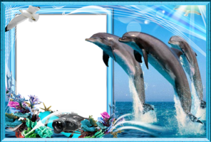 Морская рамка – Три дельфина